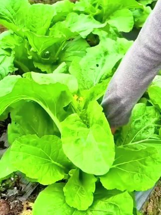 早熟白菜苔种子 #在家种菜 #阳台小院可种 #超便宜划算