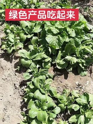 #绿色蔬菜 #营养土种植#有想吃的就来吧 !!