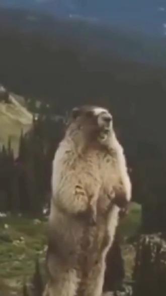 土拨鼠怎么画?快来一起学习吧!#美术生 #画画 #素描 #中高考美术