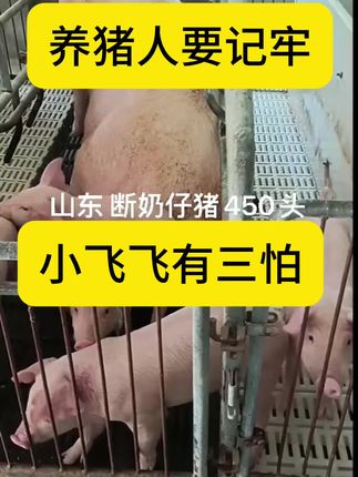 养猪人要记牢,小飞飞有三怕 一、怕高温 高温下极易失活。55℃环境下30分钟或60℃下10分钟即可灭活病毒。空栏消毒时,使用火焰枪对圈舍墙面、地面进行高温烘烤,可有效降低病毒载量。 二、怕强酸、强碱 1、酸性条件:pH<4时病毒立即失活。 过硫酸氢钾,能破坏病毒囊膜结构,使其快速失活。0.2%~0.5%过硫酸氢钾破坏囊膜结构迅速失活,可带猪消毒 饲料里加酸化菲,降低饲料的PH值,补充胃酸激活蛋白酶。 2、碱性条件:pH>13时病毒迅速灭活,生石灰、火碱(氢氧化钠)是常用的高效消毒剂,适用于地面、车辆等硬质表面。 三.怕干燥环境 ASFV在潮湿环境中半衰期较长(如粪便中可存活数周),而在干燥条件下存活时间显著缩短。保持猪舍干燥、通风良好,可加速病毒降解。#养猪人 #养猪 #养猪技术 #养猪知识
