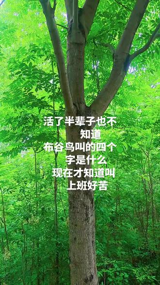 布谷鸟叫的四个字 是什么意思?