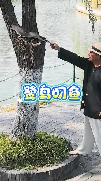 白鹭、苍鹭争相叼鱼的瞬间太漂亮了