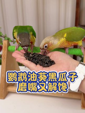 鹦鹉也喜欢嗑瓜子啊 #新手养鸟 #鹦鹉零食 #鹦鹉油葵