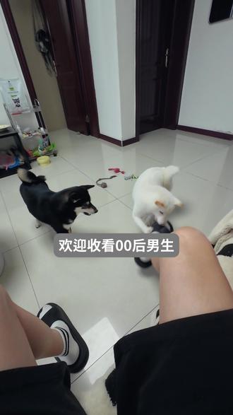 00后男养狗健身做狗饭的一日VLOG.22 高能量的代价就是——燃尽
#vlog日常 #养狗日常 #独居日记 #我的日常 #188