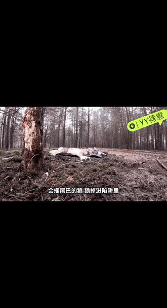 三年级下册语文课文《会摇尾巴的狼》视频朗读
课文视频#三年级下册语文 #预习课本 #原创动画 #每天学习一点点