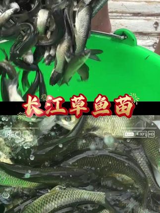 长江草鱼苗好养耐活,养殖成本低,长得快,病害少 #鱼苗 #草鱼 #四大家鱼养殖 #水产养殖 #水产人
