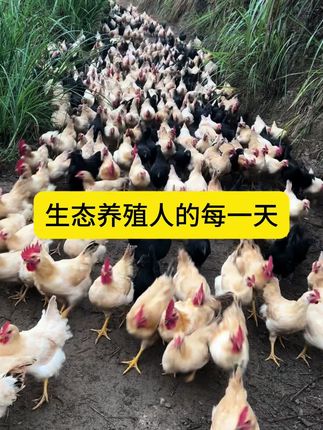 #生态养殖#散养土鸡#土鸡蛋#跑山鸡#走地鸡出售
