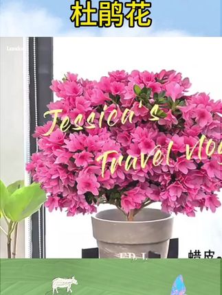 #杜鹃花盆景 #杜鹃花#杜鹃花海抖出精彩 #蜡皮粉妆楼四季杜鹃花卉盆栽精品老桩盆景室内外阳台庭院植物种苗