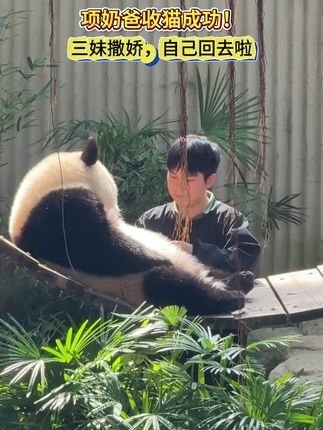 9.21,项奶爸收猫成功,三妹撒娇自己回去了 #人生建议去追光 #大熊猫奇三妹 #大熊猫好奇