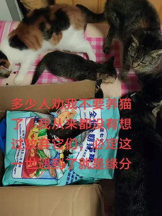 #猫粮推荐!