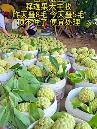 #释迦果大丰收了 #释迦果熟了#快来一起尝个鲜 #现摘现发新鲜到家#新鲜采摘新鲜发货