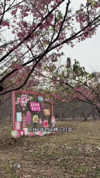湘潭七彩樱花园活动来了#早樱之约七彩樱花园 #湘潭七彩樱花园长沙周边游 #湘潭周边游 #株洲周边游