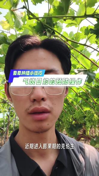 日灼气烧的预防操作#葡萄种植 #日灼 #气烧 #预防 #种植小技巧