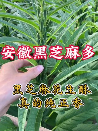 黑芝麻核桃花生酥,里面黑芝麻,核桃仁,花生仁一起锤碎,每天都在吃坚果#坚果花生酥#安徽木锤花生酥#从小吃到大的美食