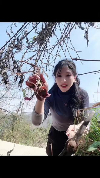 折耳根折耳根,臭老婆臭老婆,小娃娃吃了考大学#野菜美食 带小朋友#亲近自然 #手工劳动 #生活记录