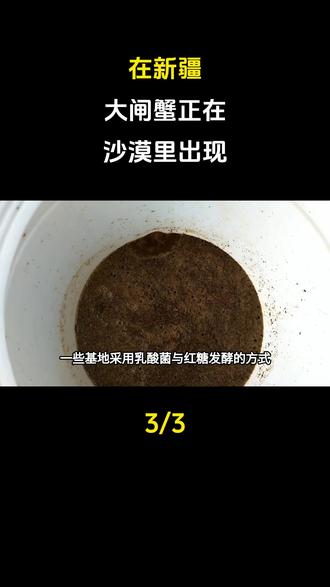 在新疆,大闸蟹正在沙漠里出现?#科普一下#大国重器#大国崛起#科普#大闸蟹