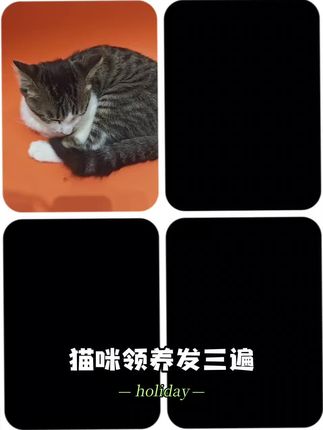 猫咪领养需求: 1.准备好物资。 2.适龄绝育。 #猫喵客栈 #猫粮 #猫用品 #猫砂 #领养