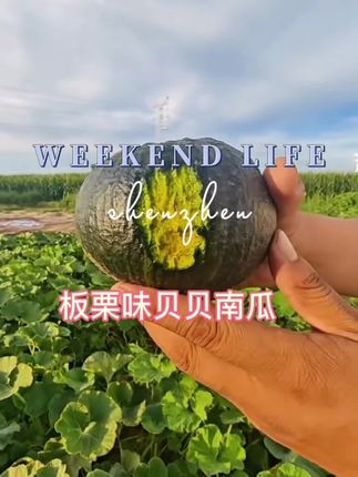内蒙古沙地板栗味贝贝南瓜新鲜采摘粉糯香甜可作宝宝辅食 #DOU@DOU+上热门 @DOU+小助手 @抖音小助手