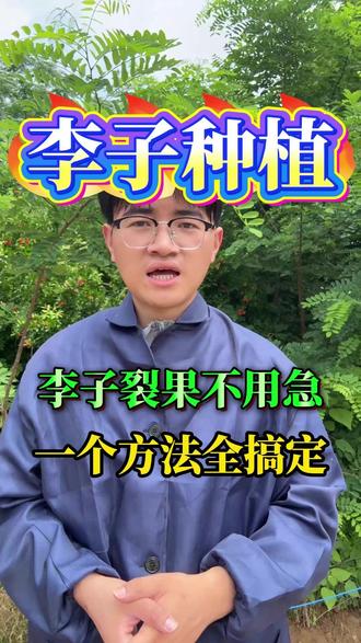 李子裂果不用急,一个方法全搞定! #李子 #李子种植技术 #果树种植 #果树管理 #李子熟了