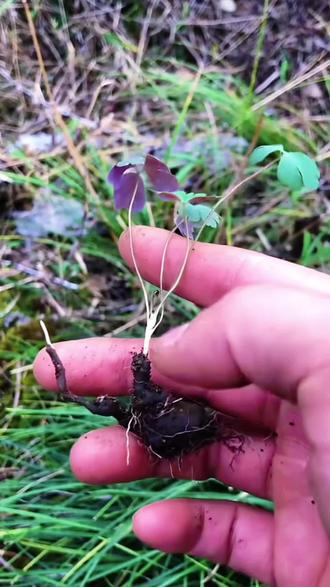 你的家乡有这种植物吗?#植物 #大自然的馈赠 #涨知识