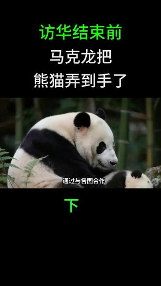 访华结束前,马克龙把熊猫弄到手了