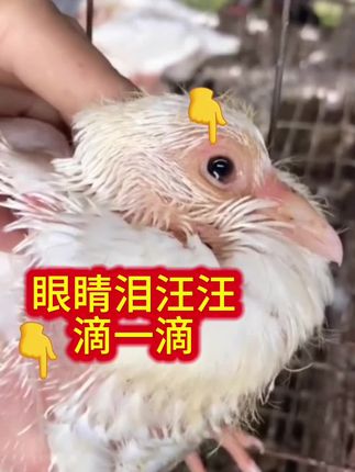 您的鸽子眼流泪? #创作者中心 #创作灵感 #琴戴养殖场 #职业赛鸽 #养鸽子