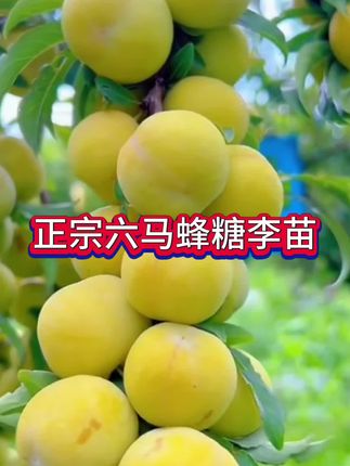 蜂糖李,甜蜜的滋味,又脆又甜,来自贵州六马蜂糖李苗,这样的水果你一定要来种棵尝尝。#蜂糖李#果苗基地#李子树苗#现挖现发