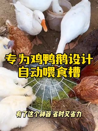 鸡友们 你们每天也是这样看鸡吗 #鸡鸭鹅食槽 #养鸡 #农村散养土鸡 #我的乡村生活