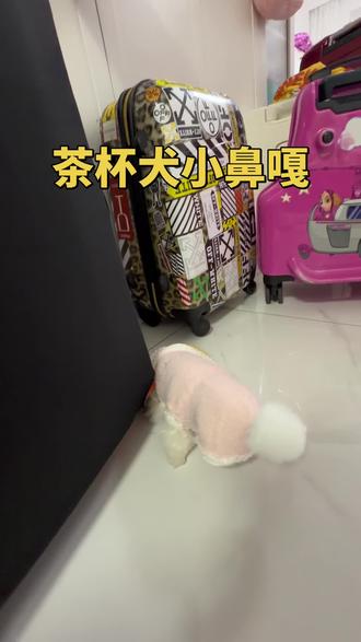 #萌宠出道计划 #小体比熊 #宠物 #狗 小鼻嘎生气了😡