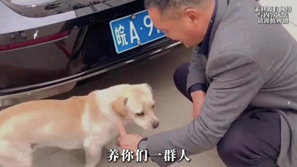 没有狗懂职场,更没有狗会拍马屁?大黄靠区分宝马和牛马成副总 #合肥金美途 #大黄狗 #职场 #宝马