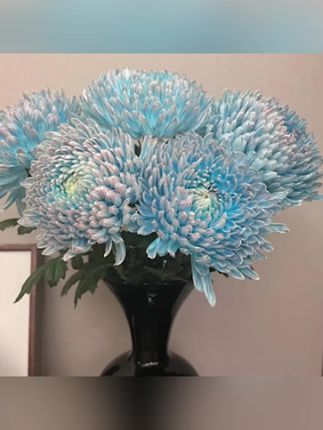 木森推荐【云舍花卉】2L级【青花瓷】牡丹菊全场任意满2单鲜花及以上包邮#木森 #鲜花 #云舍花卉 #云舍花卉鲜花 #木森大舞台