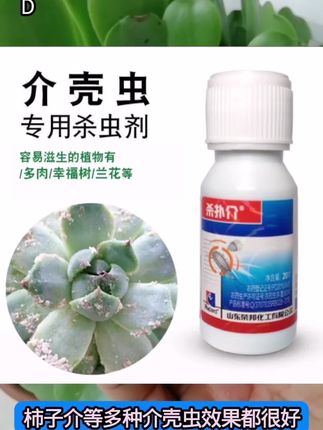 介壳虫防治 #吡虫噻嗪酮 #多肉介壳虫 #介壳虫用什么药 #介壳虫防治 #介壳虫