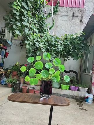 #家居软装搭配 室内绿植金钱草