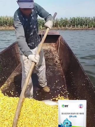 #水产养殖 #水产人  #四大家鱼养殖 #养鱼小知识 #花白鲢养殖