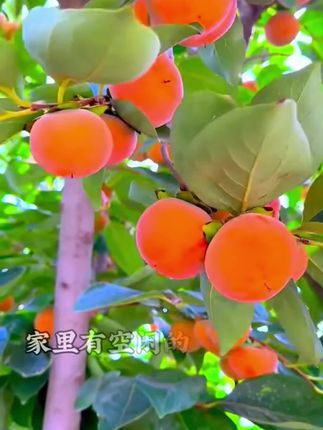 柿子树苗 #别墅庭院植物 #柿子树苗#柿子树#柿子#脆甜柿子
