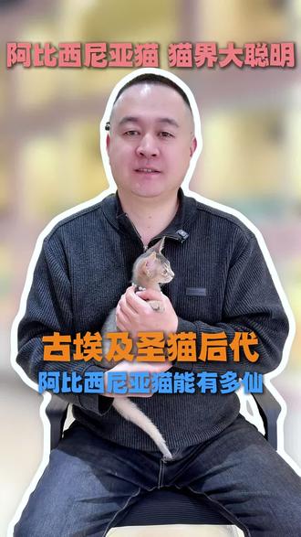 阿比西尼亚猫到底蕴藏着多少惊喜 #阿比 #阿比西尼亚猫 #阿比西尼亚 #阿比西尼亚猫法老