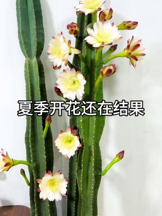 夏季开花还长果的仙人柱才养了2年这么大了 千万不要再花几万养罗汉松了,二十几块的量天尺养2年,满庭院欣赏花还有果子尝不要太香甜了 #花卉基地 #仙人柱 #量天尺 #花卉绿植