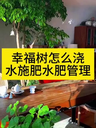 幸福树养护方法和注意事项 幸福树盆栽怎么浇水施肥水肥管理 幸福树叶子发黄干枯掉叶怎么办 幸福树盆栽喜阴还是喜阳 幸福树肥料推荐 #幸福树营养液 #幸福树施肥方法 #幸福树的养护 #幸福树掉叶子怎么办 #幸福树