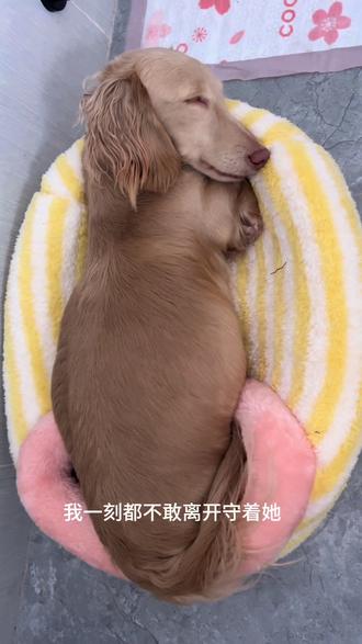 米乐和泡芙有宝宝啦 这几天都在照顾泡芙和小宝宝们,泡芙生了5朵金花,全是巧克力色,太神奇了。愿狗狗们健康成长#养狗日常 #狗狗生产 #长毛腊肠 #小奶狗#宠物乳铁蛋白