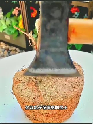 【新疆包邮—【到手4瓶】土壤活化宝 植物花肥料 土壤活化剂营养土】