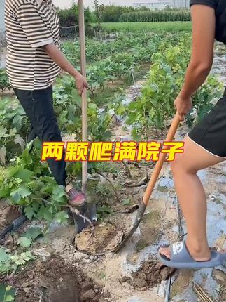 #葡萄树苗 爬藤快 结果多