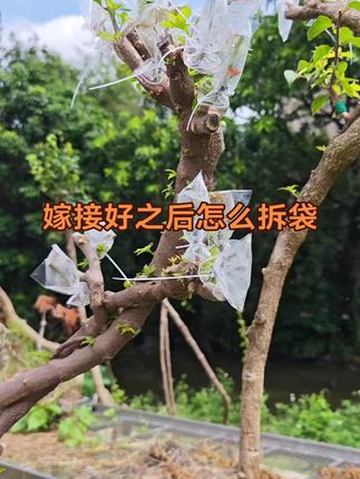 台风过后。这次还好。都平安渡劫。#原创视频 #上热搜 #园艺 #三角梅嫁接方法 #三角梅嫁接