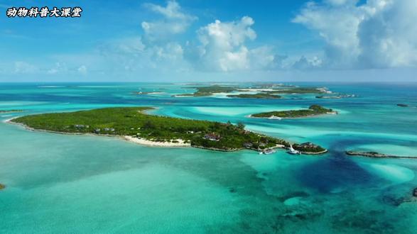 世界上最幸福的大懒猪…… #猪 #动物世界 #动物