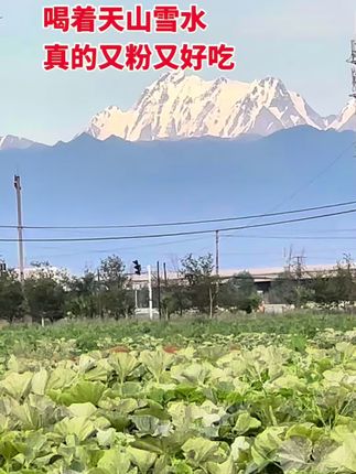 #新疆银板栗南瓜 现采摘现发货饱腹感非常强,新疆直发,老人孩子孕妇都可以吃#饱腹感强热量低的食物推荐