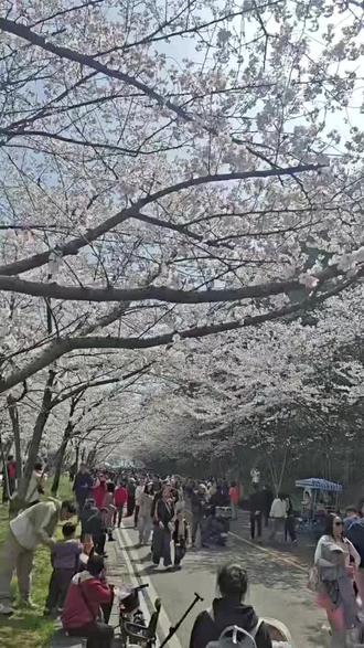 黄石公园樱花盛开啦,人山人海啊#赏樱打卡地