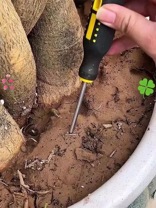 肥效持久,温和不伤苗 #植物再生剂#养花#家庭园艺