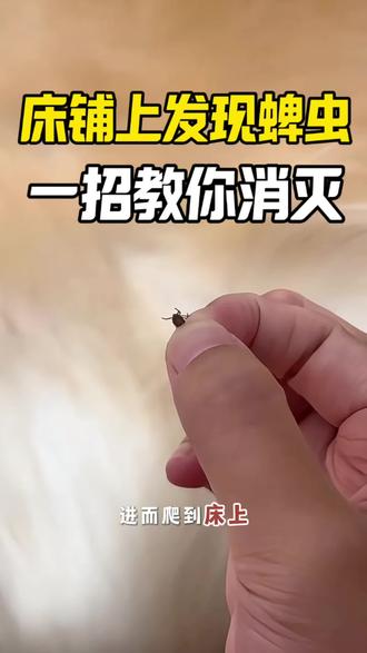 床铺上发现蜱虫,一招教你解决消灭 。 #蜱虫 #蜱虫叮咬切勿生拉硬拽 #蜱虫太可怕了 #蜱虫清理 #蜱虫的危害