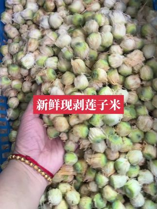 新鲜现摘 现货现发#新鲜莲蓬 #三农 #抖音助农