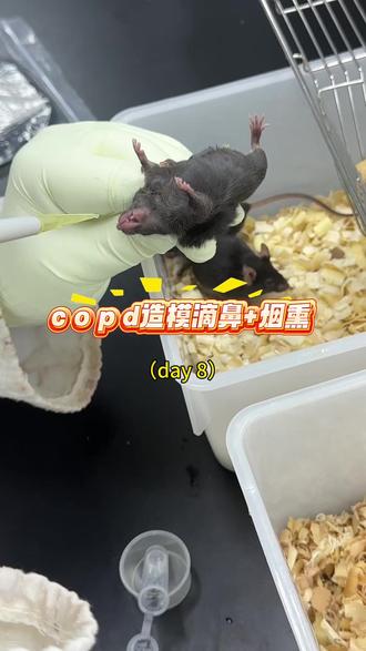 copd造模滴鼻+烟熏(day8) #实验室日常 #动物造模 #实验外包 #copd