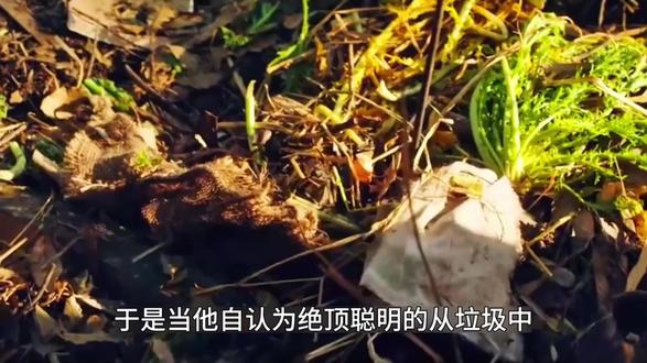 翻找出只有白吻虎才有的特殊药膏#长安二十四计 #长安二十四计爽剧细糠